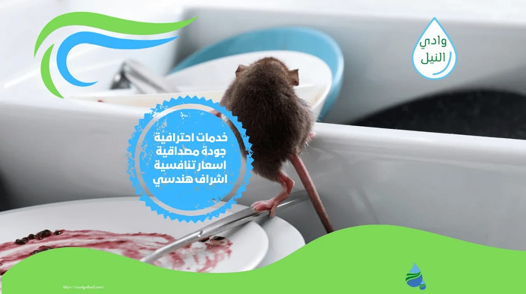 ازي اخرج الفار من المطبخ