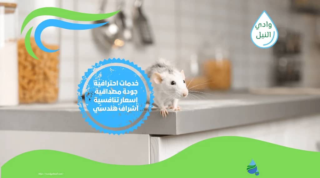 ازي اخرج الفار من المطبخ