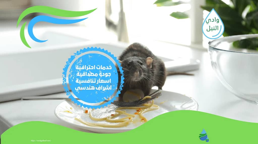 ازي اخرج الفار من المطبخ