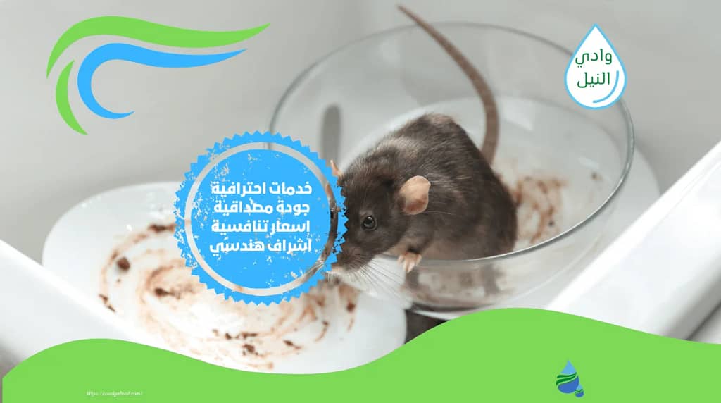 ازي اخرج الفار من المطبخ