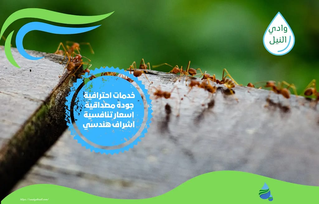 أفضل 10 طرق مذهلة وفعاله للقضاء على النمل بمواد طبيعية