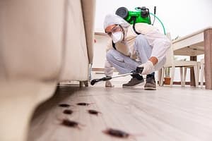 شركات مكافحة حشرات بالليث